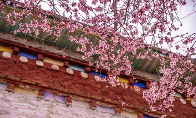 波密县院落桃花